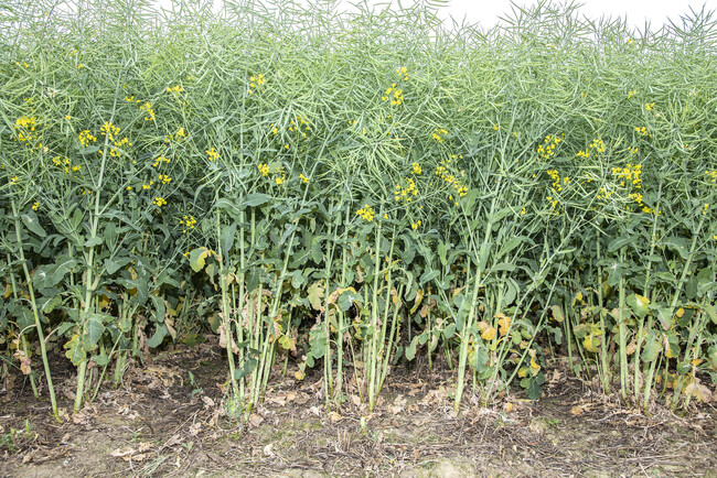 LSPB_1505