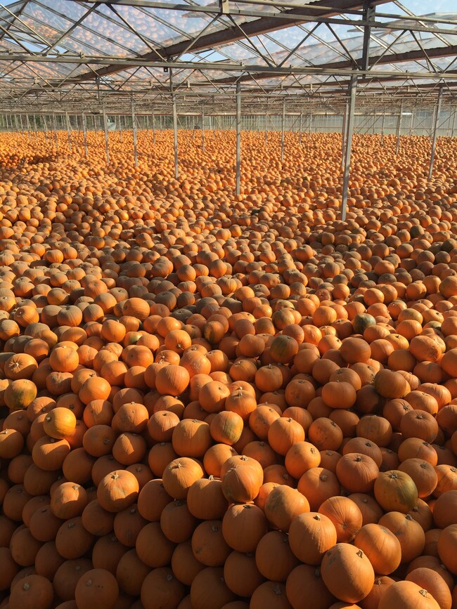 Kverneland UK Customer: Oakley Farms Pumpkins