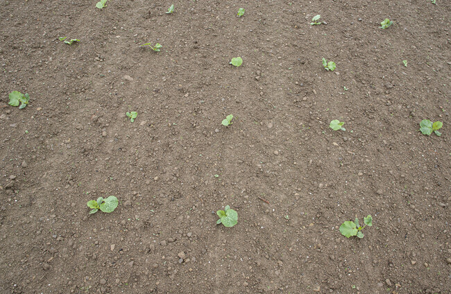 Kverneland UK Customer: Tulleys Farm Pumpkins Optima
