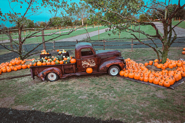 Kverneland UK Customer: Tulleys Farm Pumpkins