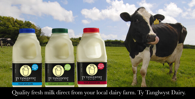 Ty Tanglwyst cow