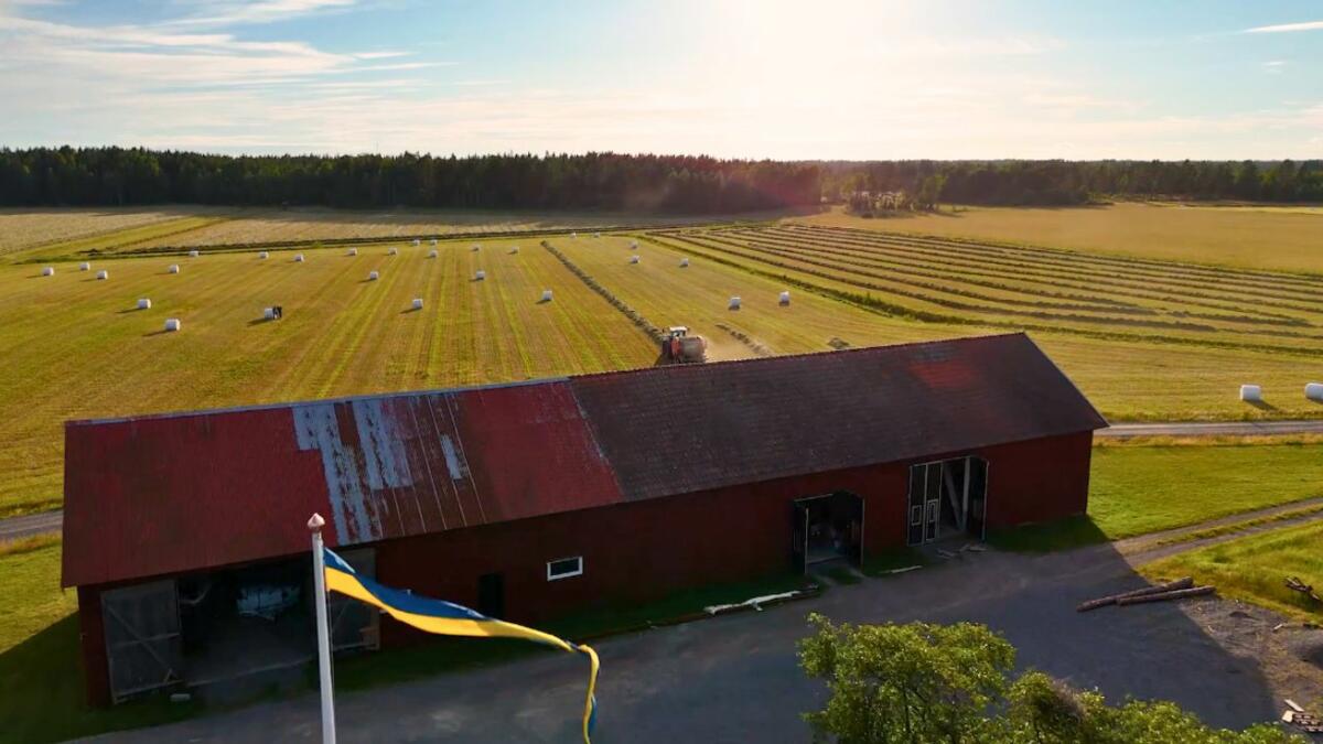 Headland News - Johan - Field and swedish flag